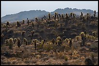 Bigelow Cholla cactus on ridge. Mojave Trails National Monument, California, USA ( color)
