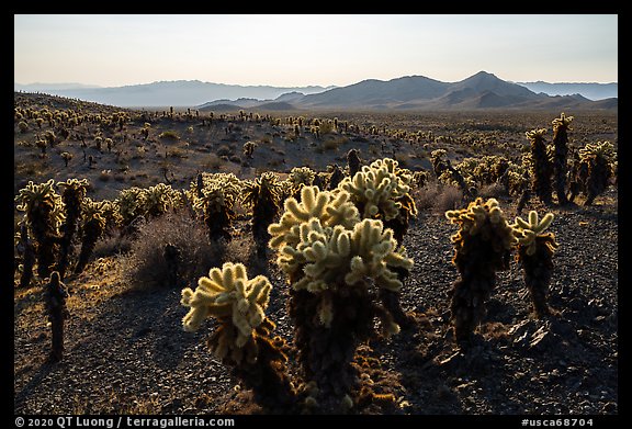 Bigelow Cholla Garden Wilderness. Mojave Trails National Monument, California, USA (color)