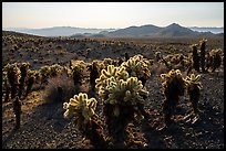 Bigelow Cholla Garden Wilderness. Mojave Trails National Monument, California, USA ( color)