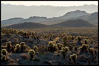 Bigelow Cholla cacti and Sacramento Mountains. Mojave Trails National Monument, California, USA ( color)