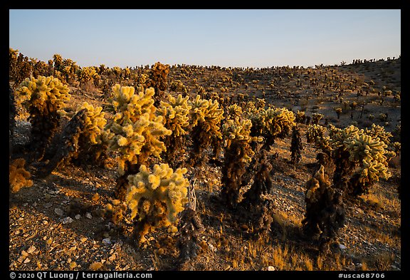 Densest California population of Bigelow Cholla cactus. Mojave Trails National Monument, California, USA