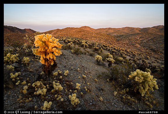 Bigelow Cholla Garden Wilderness at sunset. Mojave Trails National Monument, California, USA (color)