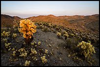 Bigelow Cholla Garden Wilderness at sunset. Mojave Trails National Monument, California, USA ( color)