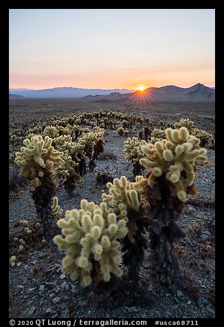 Sun setting over Bigelow Cholla cacti, Bigelow Cholla Garden Wilderness. Mojave Trails National Monument, California, USA