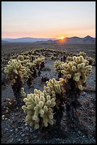 Sun setting over Bigelow Cholla cacti, Bigelow Cholla Garden Wilderness. Mojave Trails National Monument, California, USA ( color)