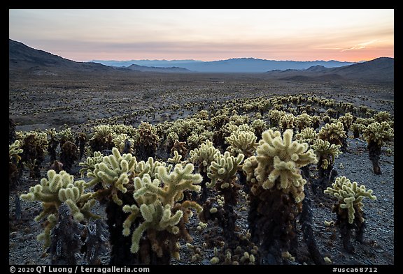 Dense stands of Teddy-Bear Cholla cactus (Opuntia bigelovii) at sunset. Mojave Trails National Monument, California, USA
