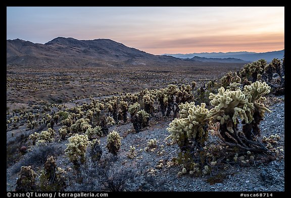 Jumping Cholla cactus (Opuntia bigelovii) and Sacramento Mountains. Mojave Trails National Monument, California, USA