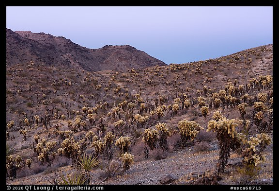 Slopes with Jumping Cholla cactus at twilight. Mojave Trails National Monument, California, USA