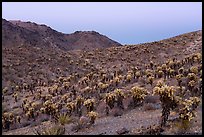 Slopes with Jumping Cholla cactus at twilight. Mojave Trails National Monument, California, USA ( color)