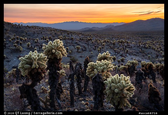 Bigelow Cholla cactus and Sacramento Mountains at sunset. Mojave Trails National Monument, California, USA