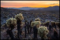 Bigelow Cholla cactus and Sacramento Mountains at sunset. Mojave Trails National Monument, California, USA ( color)