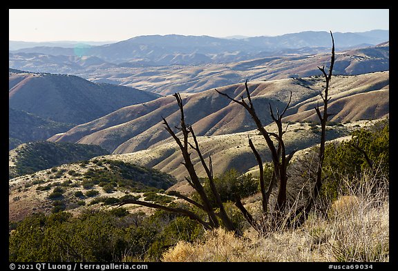 Tree skeleton and Caliente Range. Carrizo Plain National Monument, California, USA