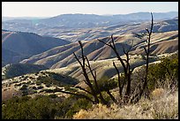 Tree skeleton and Caliente Range. Carrizo Plain National Monument, California, USA ( color)