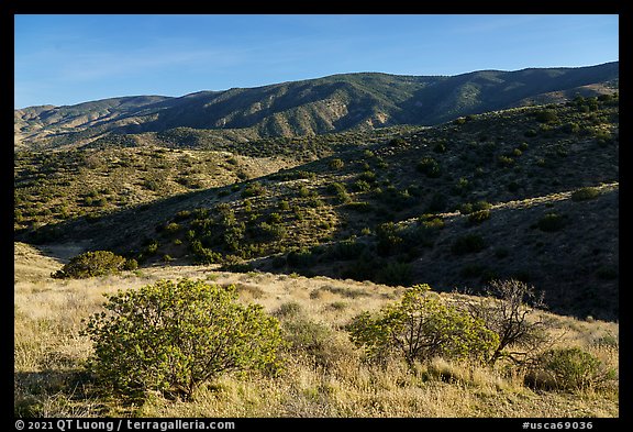 Forested slopes, Caliente Range. Carrizo Plain National Monument, California, USA (color)