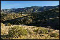 Forested slopes, Caliente Range. Carrizo Plain National Monument, California, USA ( color)