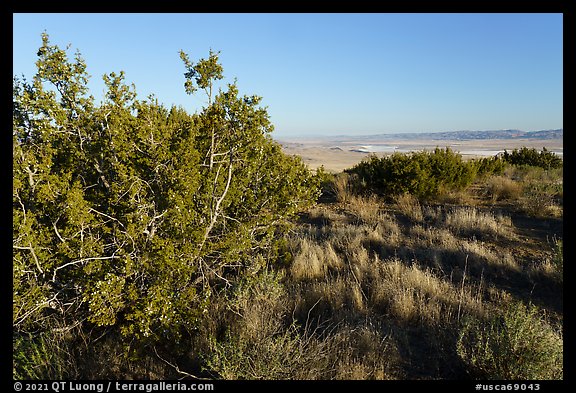 Juniper on Caliente Ridge. Carrizo Plain National Monument, California, USA