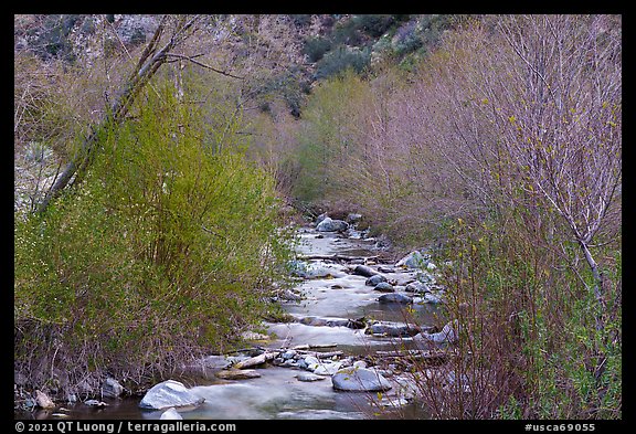 San Gabriel River flowing between newly leafed trees. San Gabriel Mountains National Monument, California, USA (color)