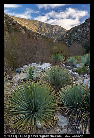 Yucca, San Gabriel River Canyon, early morning. San Gabriel Mountains National Monument, California, USA (color)