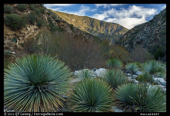 Yucca in East Fork San Gabriel River Canyon. San Gabriel Mountains National Monument, California, USA (color)