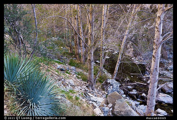 East Fork San Gabriel River gorge with yuccas and trees. San Gabriel Mountains National Monument, California, USA (color)