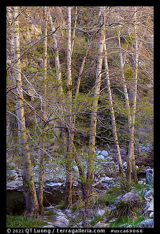 Trees with new leaves along East Fork of San Gabriel River. San Gabriel Mountains National Monument, California, USA (color)