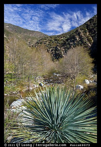 Yucca, trees, East Fork San Gabriel River. San Gabriel Mountains National Monument, California, USA (color)