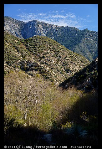 Trees with new leaves and shadows in deep East Fork San Gabriel River Canyon. San Gabriel Mountains National Monument, California, USA (color)