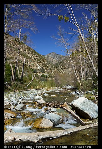 San Gabriel River flowing over rocks and framed by bare trees, Sheep Mountain Wilderness. San Gabriel Mountains National Monument, California, USA (color)