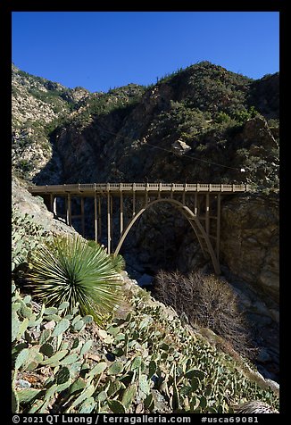 Cactus, yucca and Bridge to Nowhere. San Gabriel Mountains National Monument, California, USA (color)