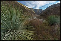 Huge yucca, East Fork San Gabriel River Canyon, Sheep Mountain Wilderness. San Gabriel Mountains National Monument, California, USA ( color)