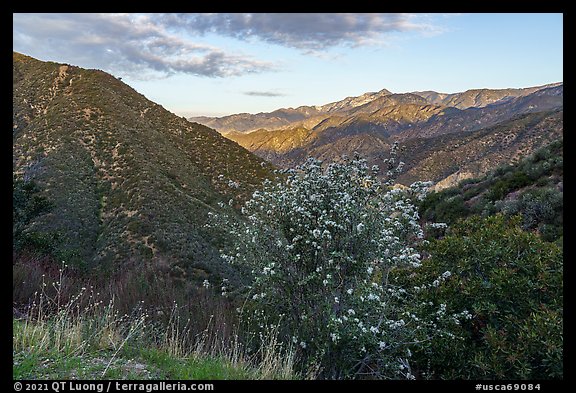 Flowering shurbs and Twin Peaks at sunrise. San Gabriel Mountains National Monument, California, USA