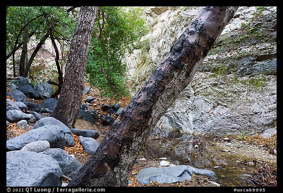 Arroyo Seco flowing in canyon. San Gabriel Mountains National Monument, California, USA (color)