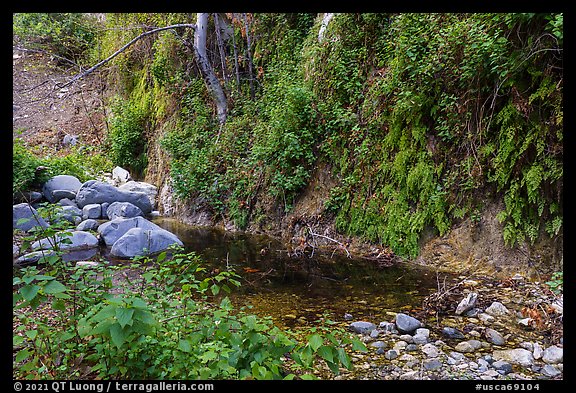 Lush Arroyo Seco canyon with ferns on walls. San Gabriel Mountains National Monument, California, USA (color)