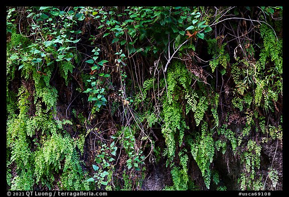 Ferns on canyon wall. San Gabriel Mountains National Monument, California, USA (color)