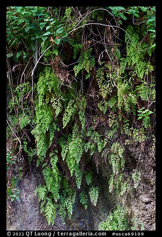 Close-up of ferns on canyon wall. San Gabriel Mountains National Monument, California, USA (color)