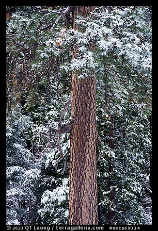 Pine tree trunk with fresh snow, Valley of the Falls. Sand to Snow National Monument, California, USA