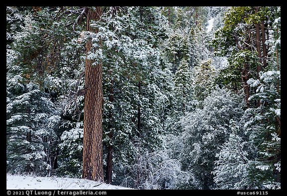 Forest with fresh snow, Valley of the Falls. Sand to Snow National Monument, California, USA