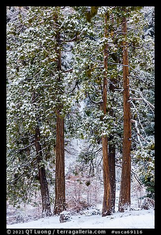 Pine trees with fresh snow, Valley of the Falls. Sand to Snow National Monument, California, USA (color)