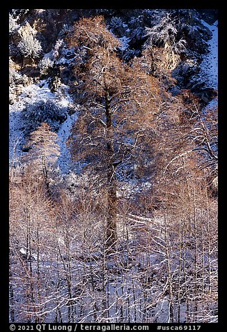 Trees and cliff with dusting of snow, Mill Creek Canyon. Sand to Snow National Monument, California, USA