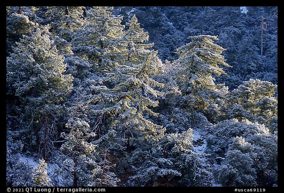 Trees on hillside with snow, Mill Creek. Sand to Snow National Monument, California, USA