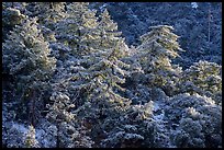 Trees on hillside with snow, Mill Creek. Sand to Snow National Monument, California, USA ( color)