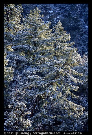 Pine trees on hillside with snow above Mill Creek. Sand to Snow National Monument, California, USA