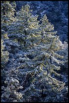 Pine trees on hillside with snow above Mill Creek. Sand to Snow National Monument, California, USA ( color)