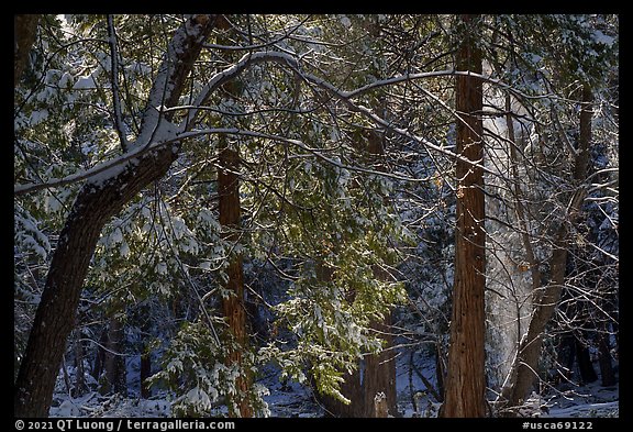 Forest with snow falling from trees, Mill Creek. Sand to Snow National Monument, California, USA