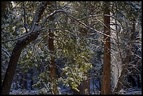 Forest with snow falling from trees, Mill Creek. Sand to Snow National Monument, California, USA ( color)