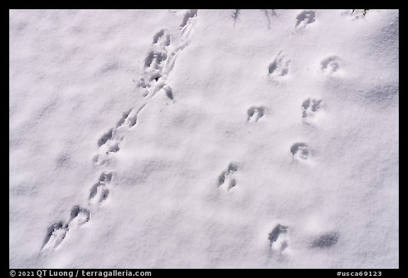 Animal tracks in snow. Sand to Snow National Monument, California, USA