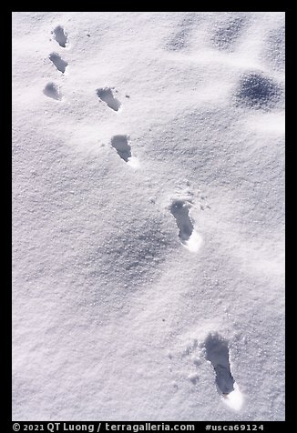 Tracks in fresh snow. Sand to Snow National Monument, California, USA