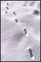 Tracks in fresh snow. Sand to Snow National Monument, California, USA ( color)