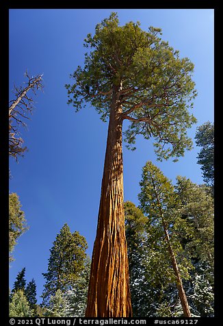 Jeffrey pine, San Gorgonio Wilderness. Sand to Snow National Monument, California, USA (color)