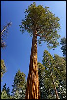 Jeffrey pine, San Gorgonio Wilderness. Sand to Snow National Monument, California, USA ( color)